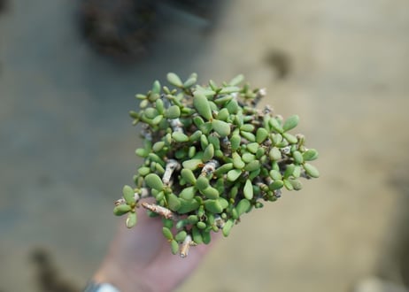 ケラリア　ピグマエア　Ceraria pygmaea  No.3