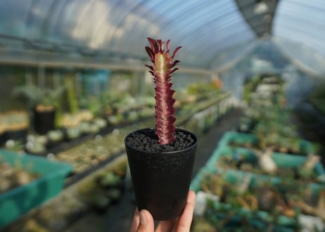 ユーフォルビア　紅彩雲閣　Euphorbia trigona f. rubra　No.1