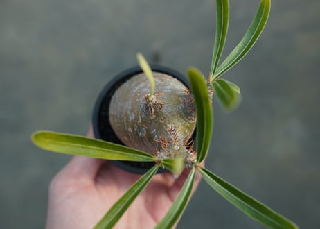 パキポディウム　グラキリス　 Pachypodium Gracilius  No.4