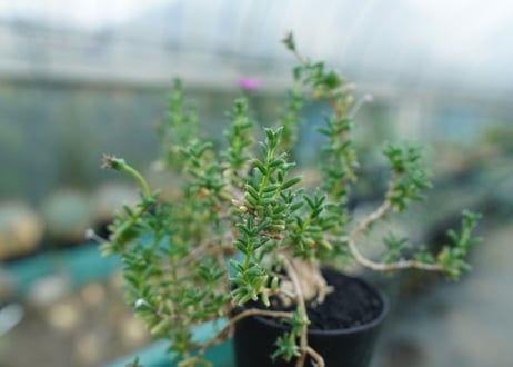 トリコディアデマ　SP　Trichodiadema densum  SP