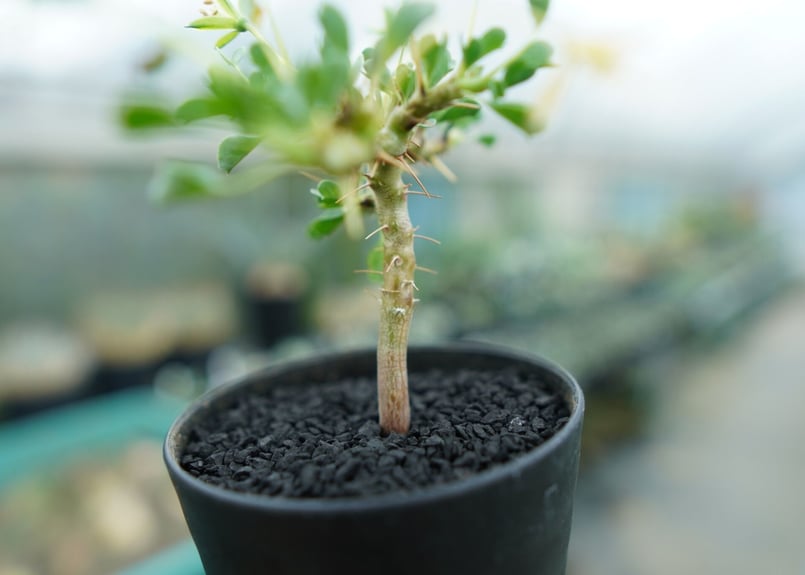 サルコカウロン バンデリエティアエ Sarcocaulon vanderietiae No.1