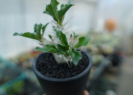 パキポディウム　サンデルシー　Pachypodeium saundersii  No.4