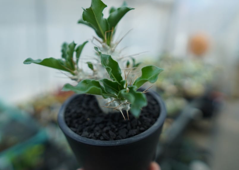 パキポディウム サンデルシー Pachypodeium saundersii No.4 |