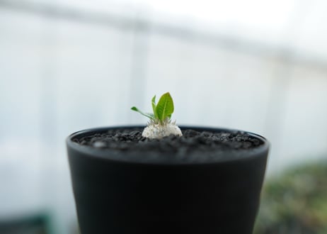 パキポディウム　恵比寿笑い　Pachypodium brevicaule　No.3