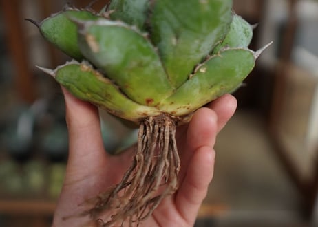 アガベ　チタノタ　 ブラックアンドブルー 　Agave titanota black and blue
