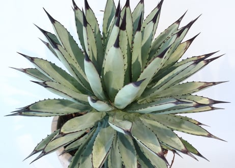 Agave macroacantha 'Icicle' BLUE FORM