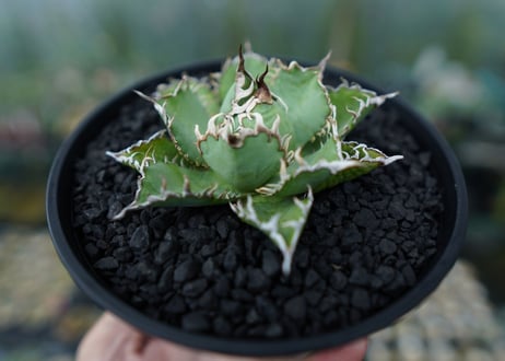 アガベ　チタノタ　フィリグリー　agave titanota filigree　No.4