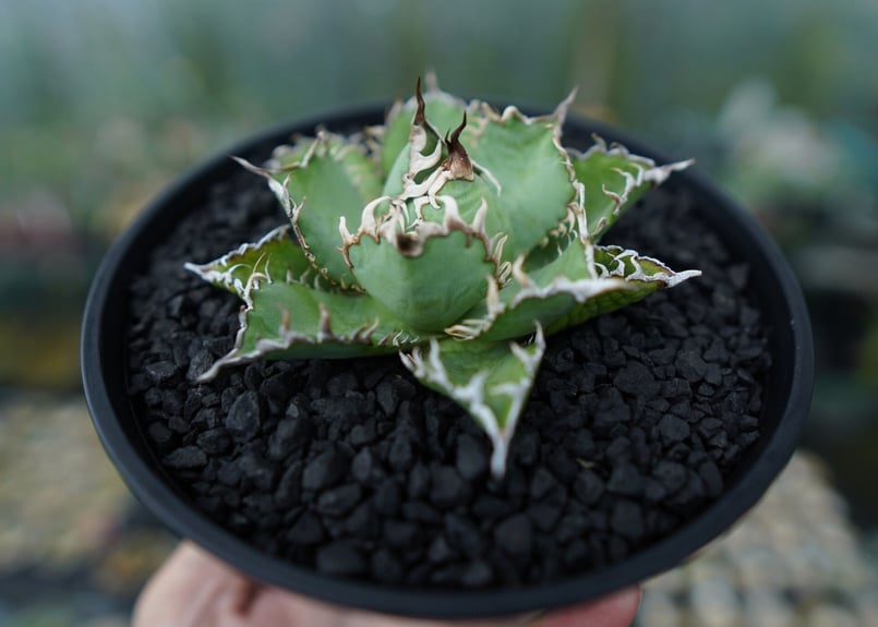 アガベ チタノタ フィリグリー agave titanota filigree No.4 | アガベ チタノタ フィリグリー agave titanota filigree No.4 |