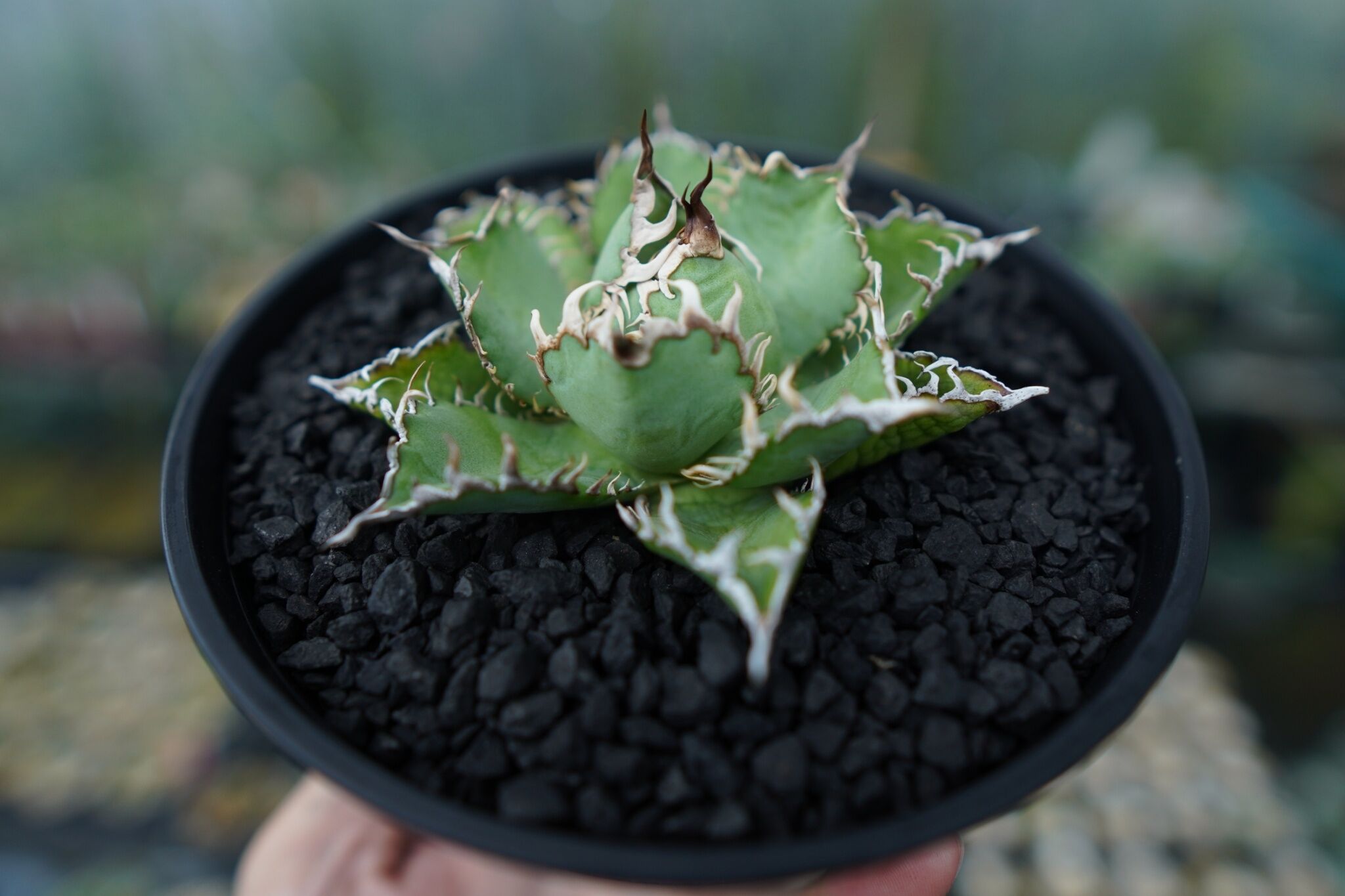 アガベ　フィリグリー アガベ チタノタ フィリグリー agave titanota filigree No.4 |