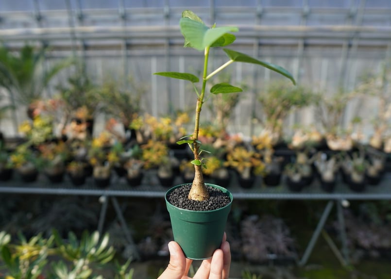 フィカス　パルメリー　塊根 フィカス パルメリー | mana's farm:塊根植物・アガベ・ドライガーデン