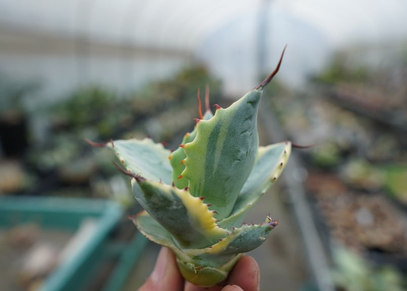 抜き苗】アガベ 怒雷神錦 Agave potatorum verschaffeltii | 抜き苗】アガベ 怒雷神錦 Agave potatorum verschaffeltii |