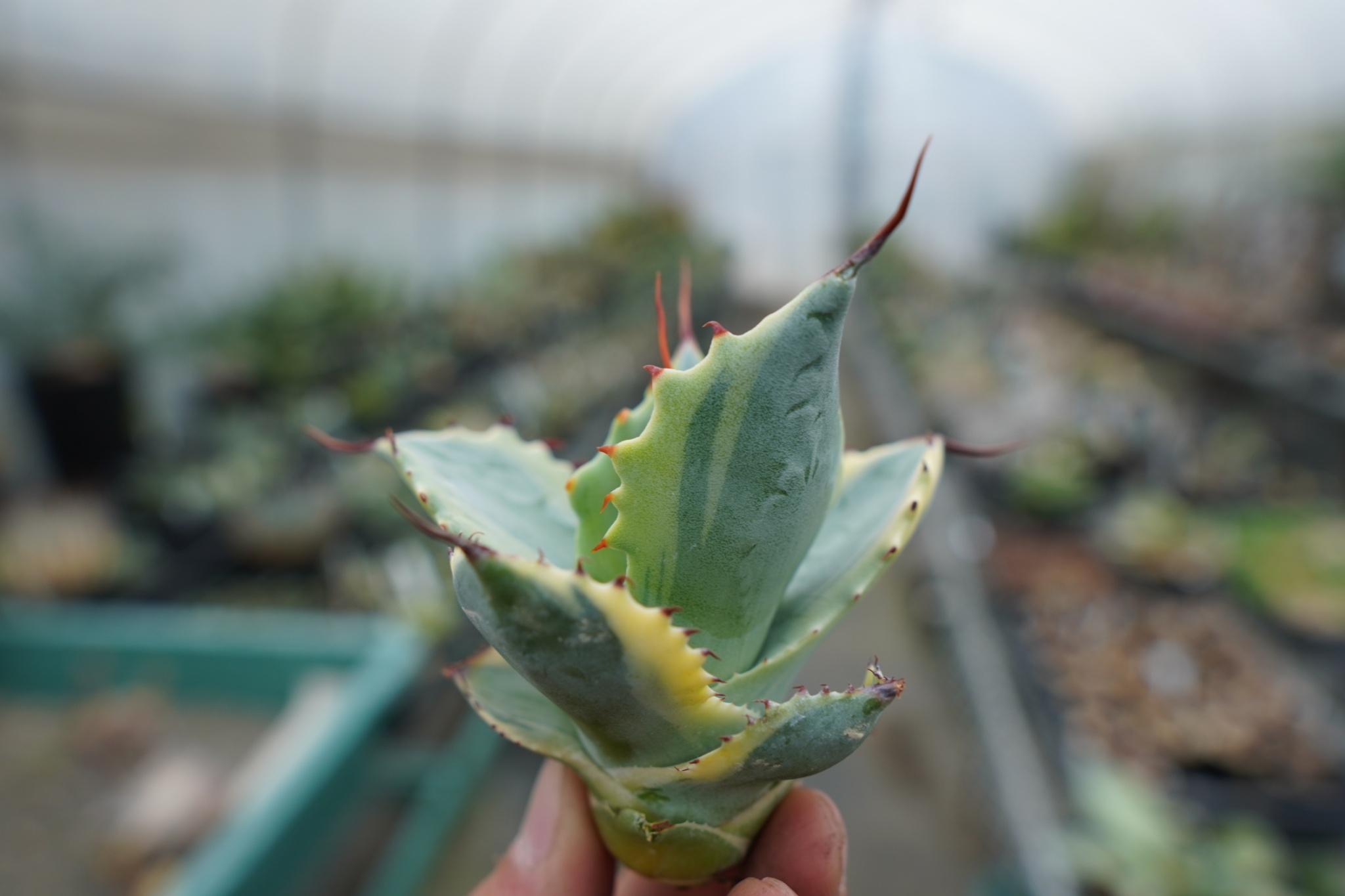 抜き苗】アガベ 怒雷神錦 Agave potatorum verschaffeltii |
