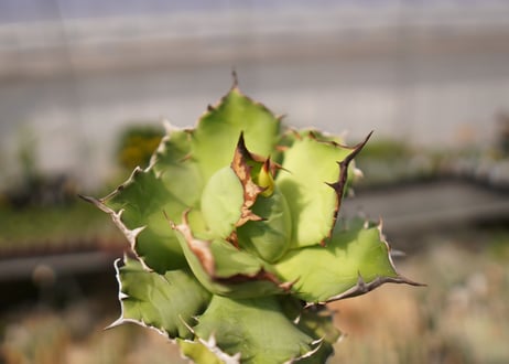 アガベ　titanota  dwarf　No.4