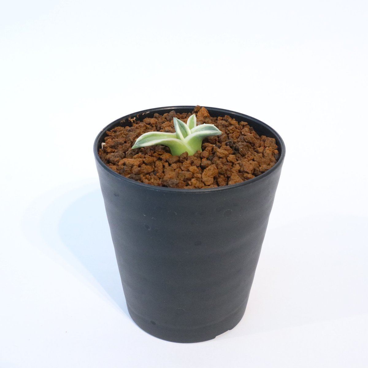 アガベ メリコ錦 クリームスパイク 仔株 no.2 | mana's farm