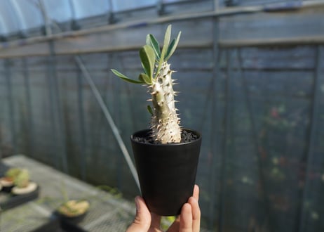 パキポディウム　伊藤ハイブリッド　Pachypodium 'Itoh Hybrid'  No.3