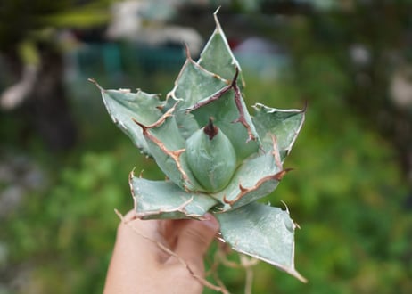 Agave titanota 白鯨 A NO.6