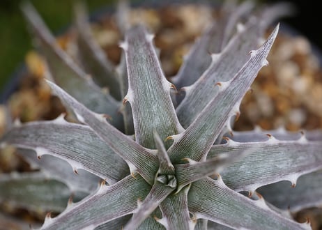 Dyckia Classic One