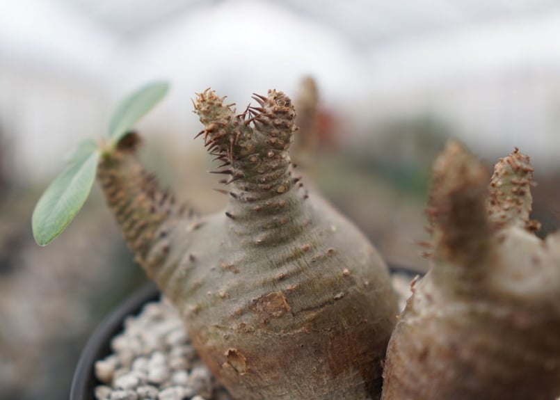 パキポディウム マカイエンセ Pachypodium Makayense NO.2 | man