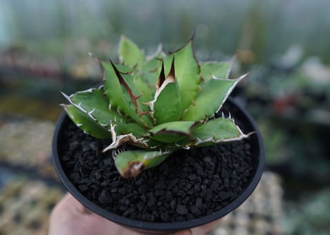 アガベ　チタノタ　Agave titanota　No.4