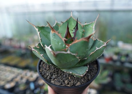 アガベ　チタノタ　FO-76　agave titanota  FO-76 No.2