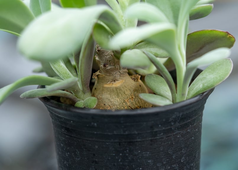 植物 ニゲラ 『オックスフォードブルー』 | すべての商品 | | Junk sweet