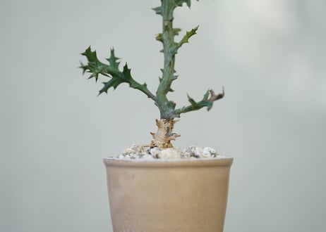 Euphorbia stenoclada