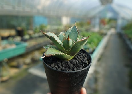 アガベ　チタノタ　FO-76　Agave titanota  FO-76　No.3