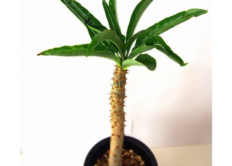パキポディウム・メリディオナレ Pachypodium meridionale