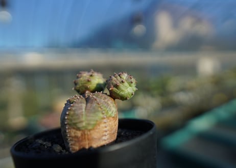 ユーフォルビア　オベサブロー　Euphorbia ObesaBlow