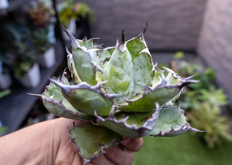 Agave B&B A NO.3