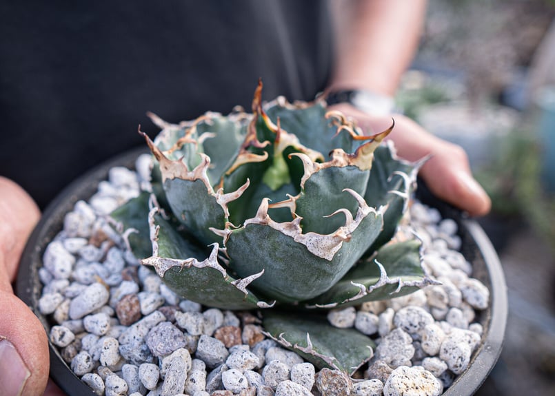 agave titanota 白鯨 ガチムチ選抜株 No.3 | mana's farm: