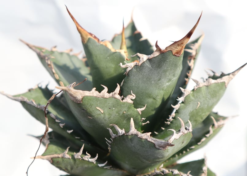 Agave titanota FO-76 dwarf compacta no.1 | ma