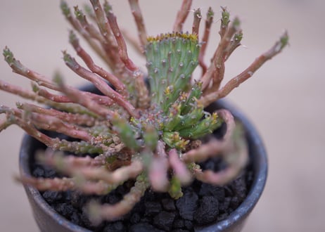 ユーフォルビア 孔雀丸 綴化　Euphorbia flanaganii