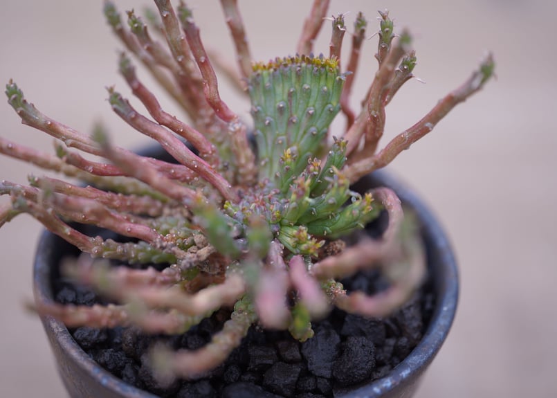 ユーフォルビア 孔雀丸 綴化 Euphorbia flanaganii | mana's fa