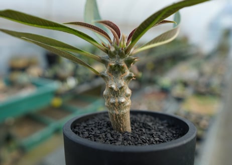 パキポディウム　バロニー　Pachypodium baronii  No.1