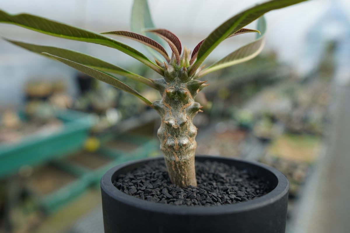 パキポディウム バロニー Pachypodium baronii No.1 | mana's