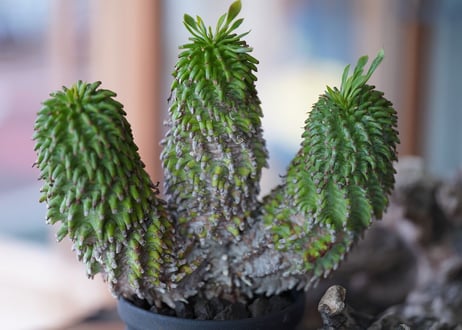 Euphorbia azarashi