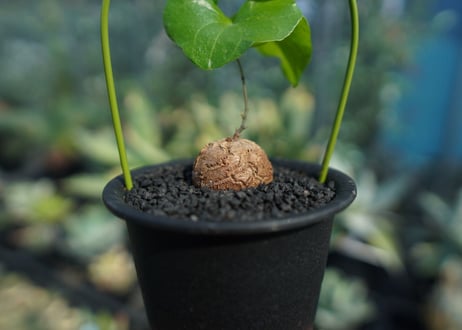 亀甲竜　Dioscorea elephantipes No.9