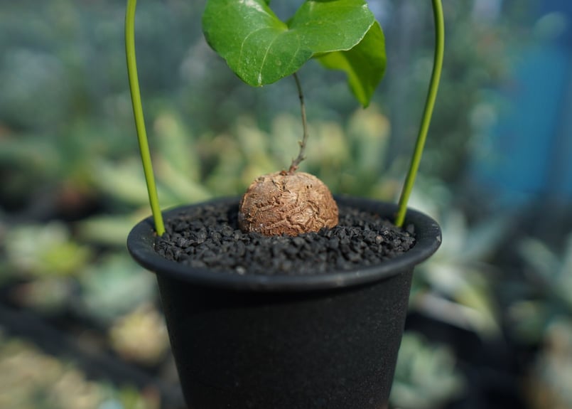 亀甲竜 Dioscorea elephantipes No.9 | mana's farm:塊