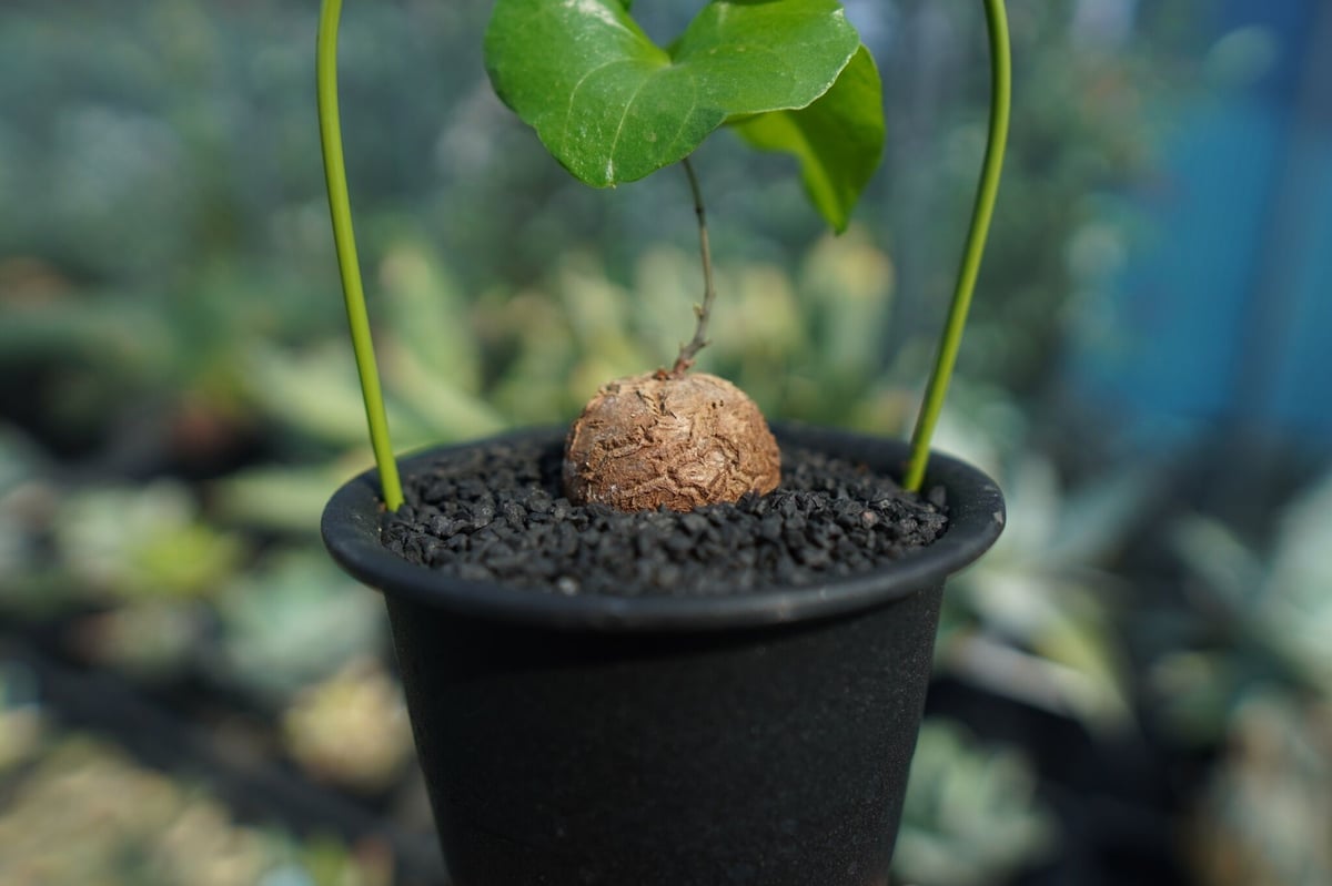 GIRUVI Dioscorea Elephantipes 亀甲竜 dioscorea elephantipes アフリカ亀甲竜《大きめM size》※今後