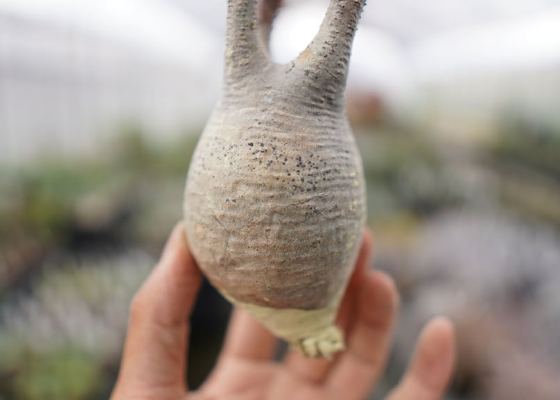 ☆発根済み☆ 抜き苗発送　パキポディウムグラキリ パキポディウム・グラキリス 抜き苗 〈29〉 | mana's farm:塊根植物