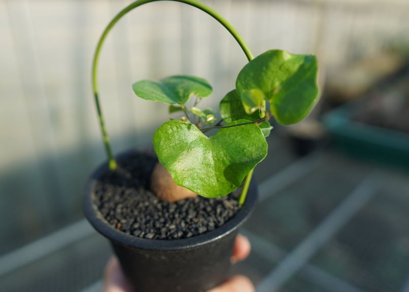 1000粒 亀甲竜種子 Dioscorea elephantipes isla del pescado - Dioscorea elephantipes-亀甲竜