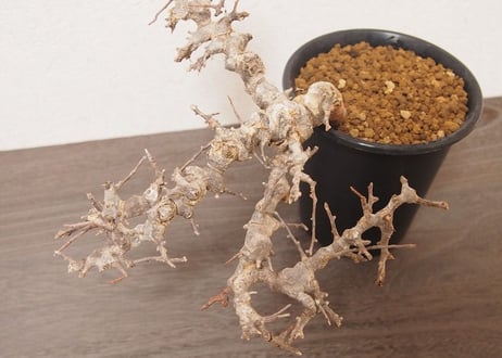 コミフォラ エイル Commiphora sp. Somalia Eyl