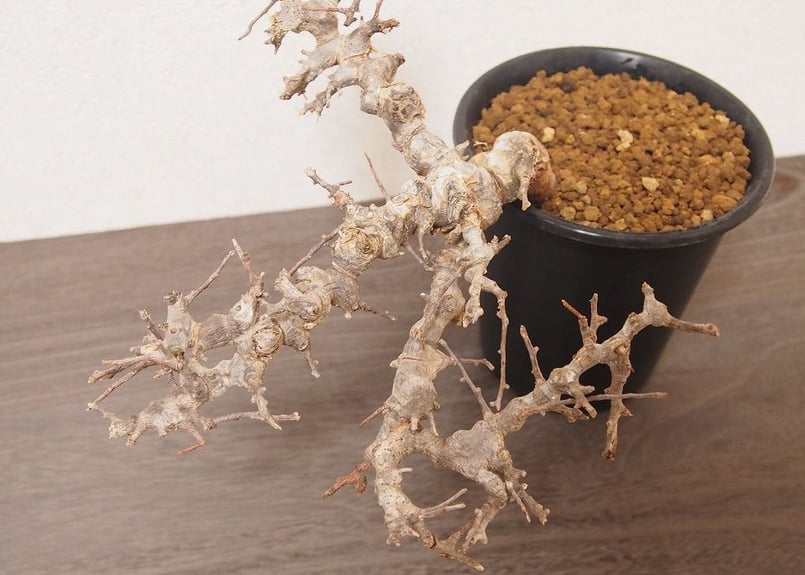 コミフォラ エイル Commiphora sp. Somalia Eyl | mana's g コミフォラ エイル Commiphora sp. Somalia Eyl | mana's g
