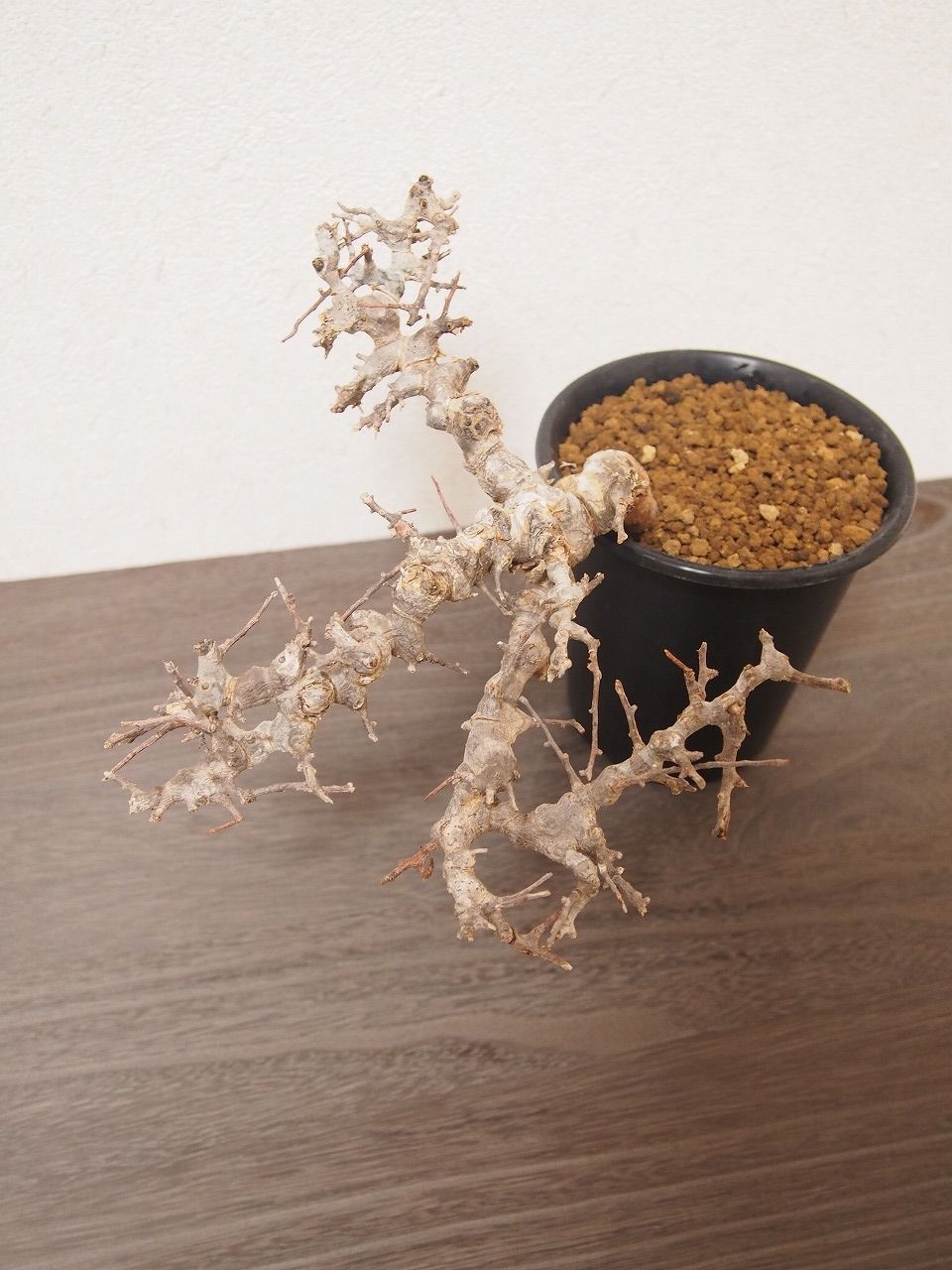 コミフォラ エイル Commiphora sp. Somalia Eyl | mana's f