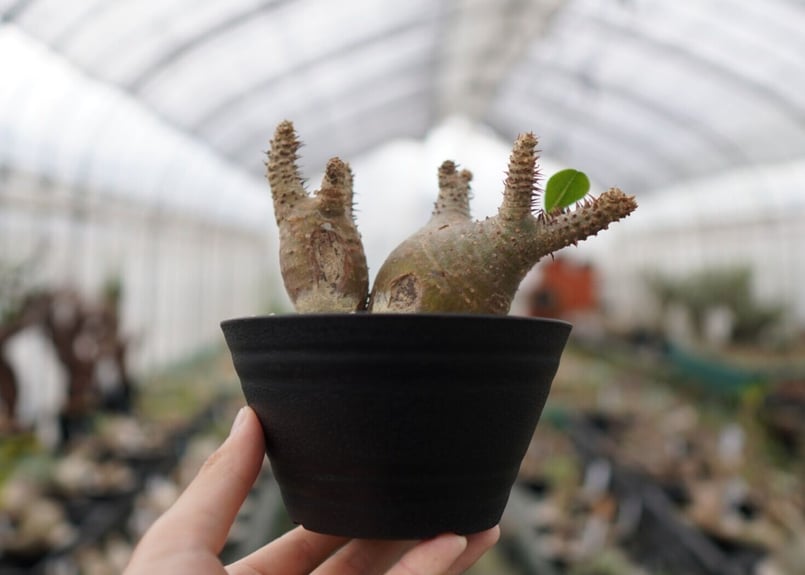 パキポディウム マカイエンセ Pachypodium Makayense NO.2 | man