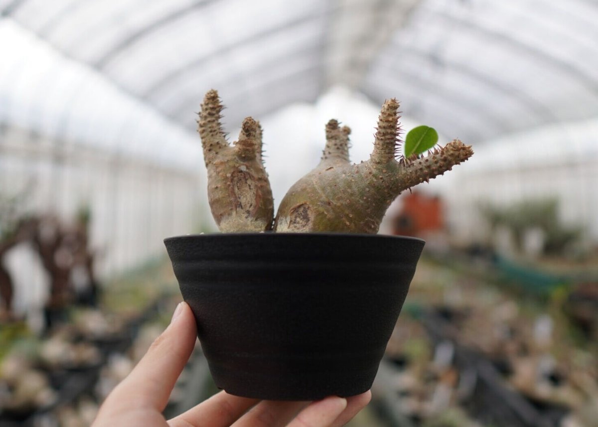 パキポディウム マカイエンセ Pachypodium Makayense NO.2 | man