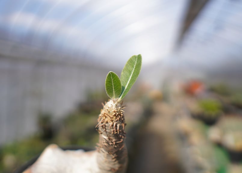 パキポディウム エブレネウム Pachypodium eburneum No.3 | mana