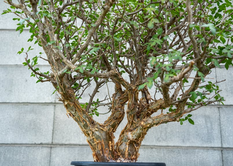 ブルセラ ファガロイデス NO.1 | mana's farm:塊根植物・アガベ