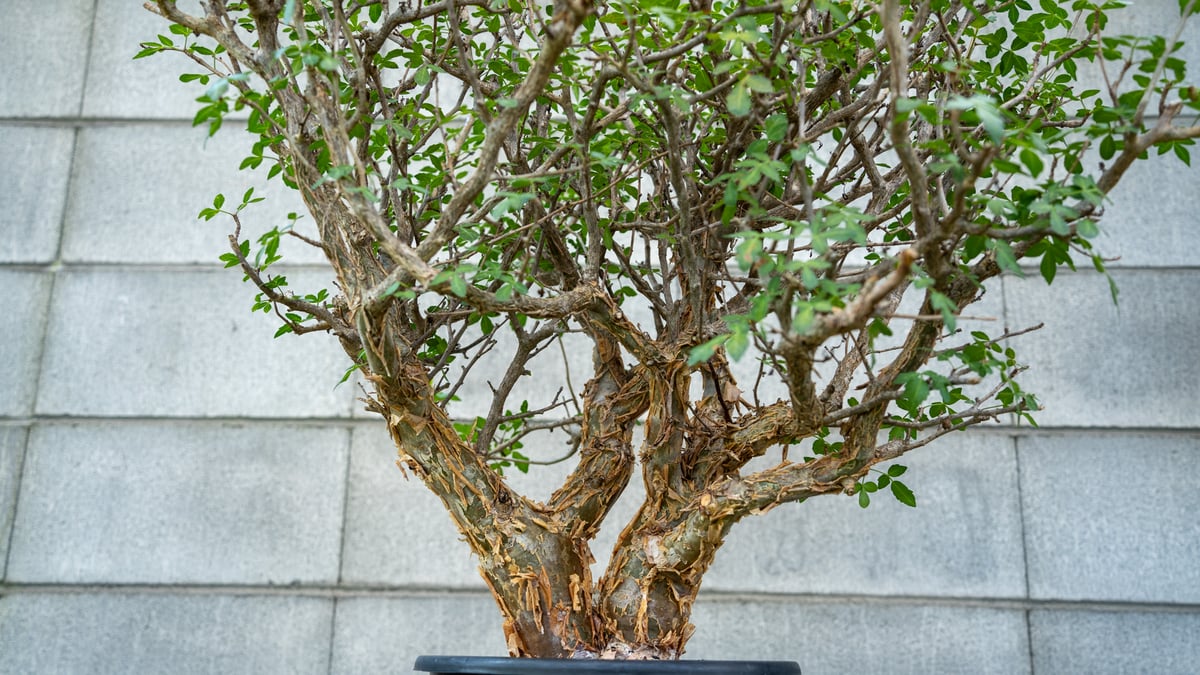 早い者勝ち！　ブルセラ　ファガロイデス　現地株 Bursera fagaroides ブルセラ ファガロイデス 実生株
